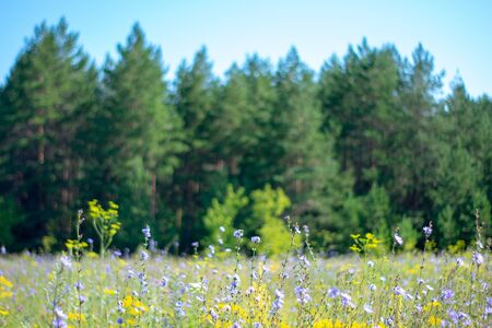 Background image of lush grass field and beautiful skyの写真素材