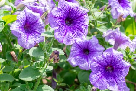 Blooming purple petunia flower on a green background.の写真素材