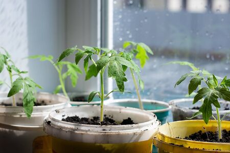 Young seedlings in pots on a white window. Spring planting. Early seedlings grown from seeds at home on the windowsill. Home gardening.の写真素材