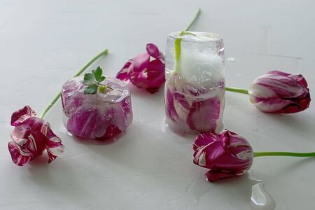 Frozen spring flowers in ice cubes on a light background. Frozen Flora. Frozen flowers. Frozen beautiful flowerの写真素材
