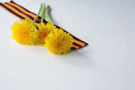 Yellow flowers and St. George ribbon on a white background. May 9 victory day background