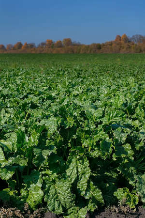 Healthy ripe sugar beet field ready to harvest. Green field of beets. Agricultural landscape,...