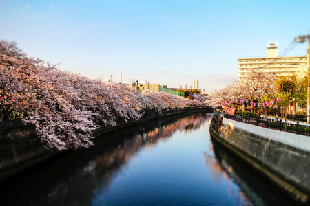 river with sakura treesのeditorial素材