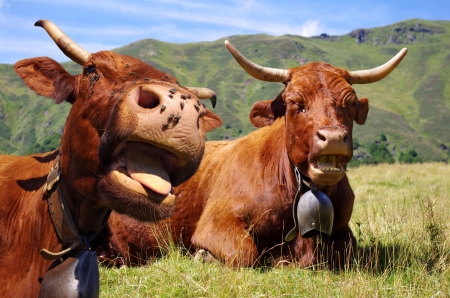 French cows sticking out tongue - Rural sceneの写真素材