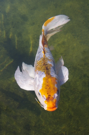Beautiful koi carp swimming in a pondの写真素材