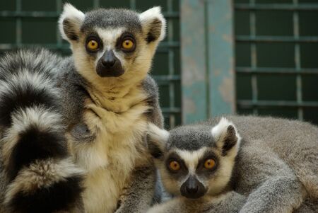 Maki catta in captivity in a zooの写真素材