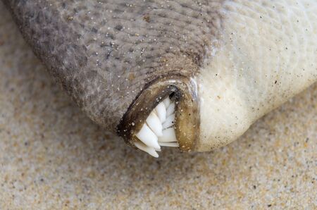 Close up on dead triggerfish teeth