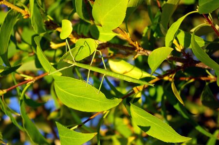 Stick insect hanging in vegetation