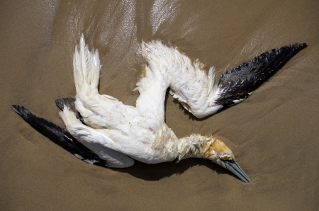 A dead northern gannet lying down on a beach of French Atlantic west coastの写真素材