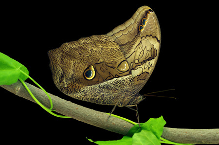 Close-up on owl butterfly