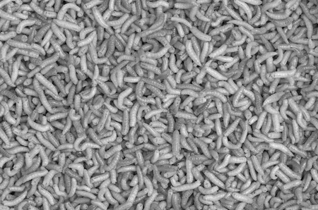 Living maggots backgroundの写真素材