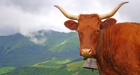 French salers cow with mountains in backgroundの写真素材