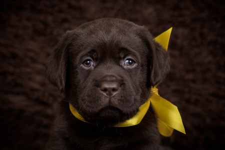 Portrait of chocolate puppy on brown background with yellow bow.の写真素材