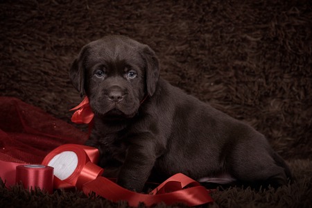 Chocolate brown Labrador retriever puppy dog on tan background studio photoの写真素材