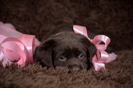 Chocolate Labrador puppy on brown background and pink ribbons.の写真素材