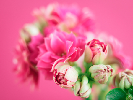 Beautiful pink roses on a soft backgroundの写真素材