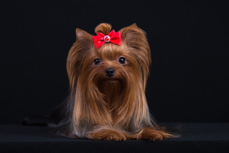 Dog breed Yorkshire Terrier on a black background.の写真素材