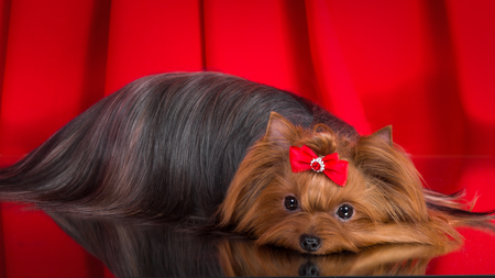 Dog breed Yorkshire Terrier on a red background.の写真素材