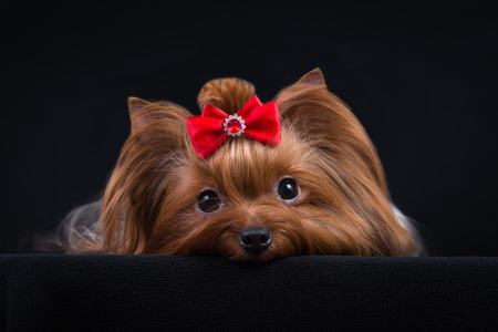 Dog breed Yorkshire Terrier on a black background.の写真素材