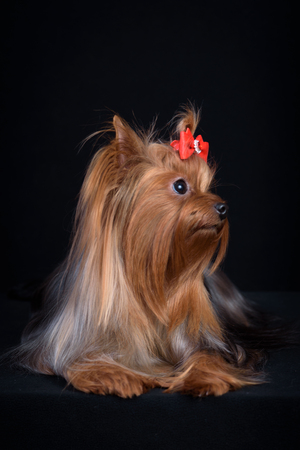 Dog breed Yorkshire Terrier on a black background.の写真素材