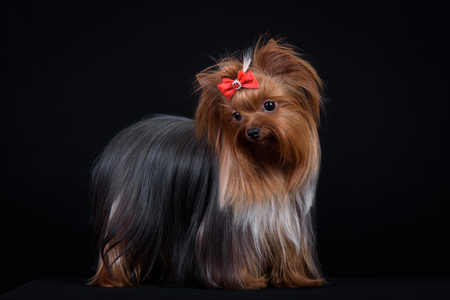 Dog breed Yorkshire Terrier on a black background.の写真素材
