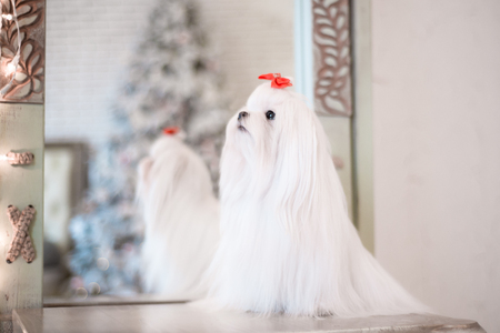 Glamorous white Maltese in a stylish interior.New year's concept.の写真素材
