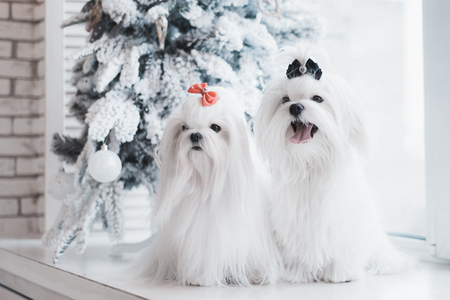 Christmas dogs. Two Coton de Tulear dogs on xmas environment.の写真素材