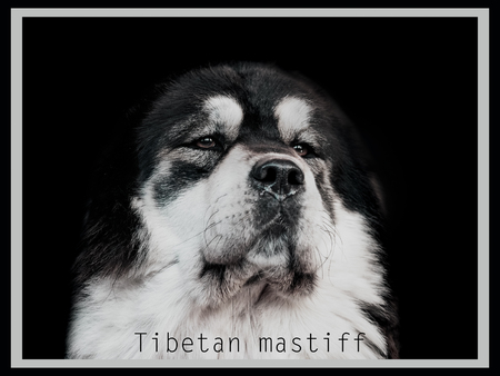 adorabole black tibetan mastiff puppyの写真素材