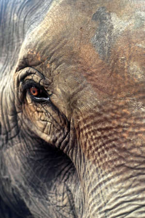 Tame elephant in Chitwan National Parkの写真素材
