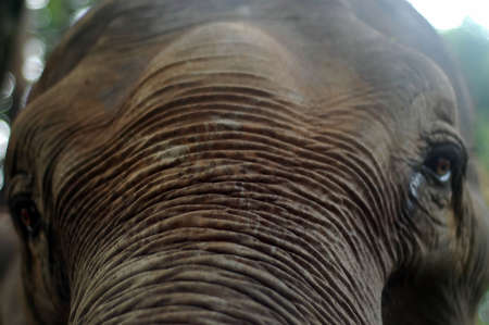 Tame elephant in Chitwan National Parkの写真素材