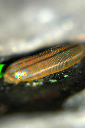 Picture of a leech taken in Chitwan National Parkの写真素材