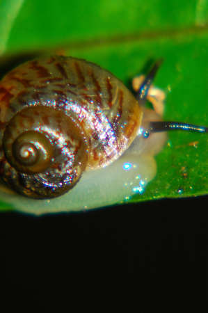 Photo of a snail taken in Chitwan National Parkの写真素材