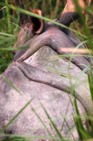 One horned indian rhino in chitwan national parkの写真素材