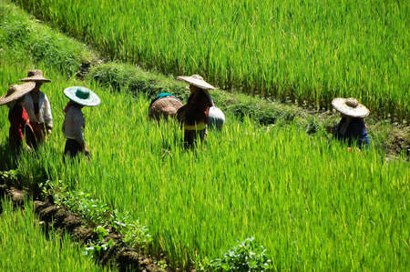 Female farmers harvesting rice in the fields of Nepalの写真素材