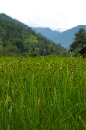 Closeup shot of rice taken in Nepalの写真素材