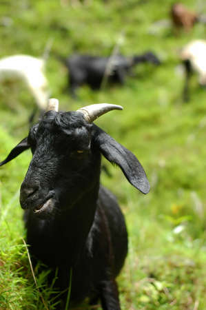 Photo of a mountain goat in Nepalの写真素材