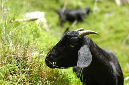 Photo of a mountain goat in Nepalの写真素材