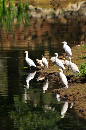 Storks lazing by a river in a Moroccoの写真素材