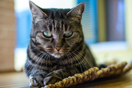 Cat portrait