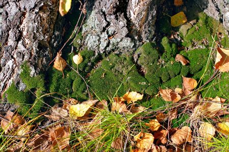 moss near the tree in autumn forestの写真素材