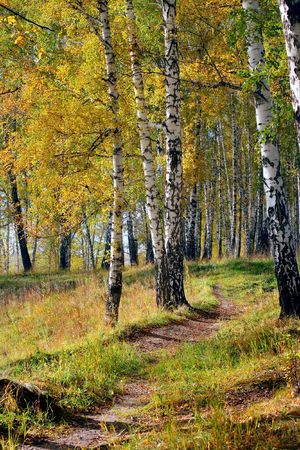 autumn forest landscape with the brich and small pathの写真素材
