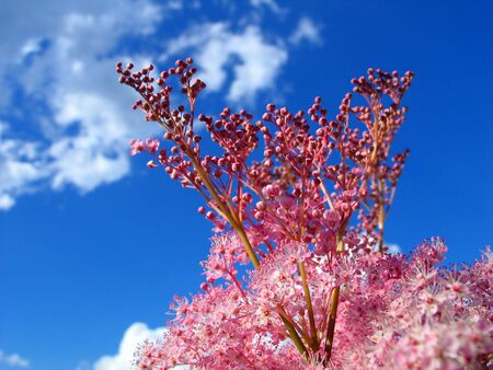 Red flower on a background of the blue sky and a cloudの写真素材