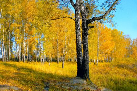autumn forest in the evening golden sun light の写真素材