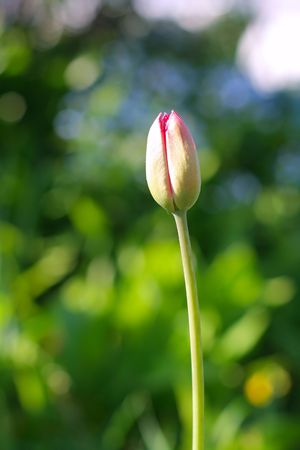 The tulip blossoms in the early springの写真素材