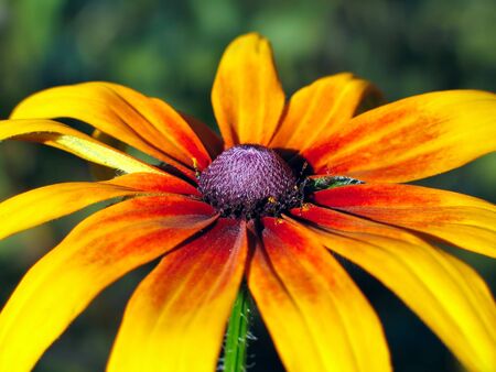 big yellow flower close upの写真素材