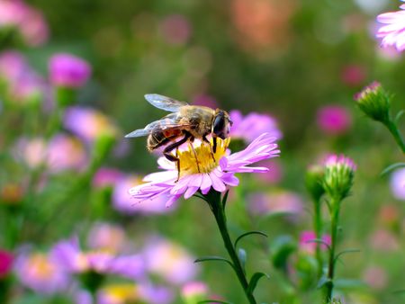bee sitting on the flowerの写真素材
