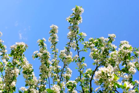 apple tree flowersの写真素材