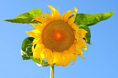 sunflowerの写真素材