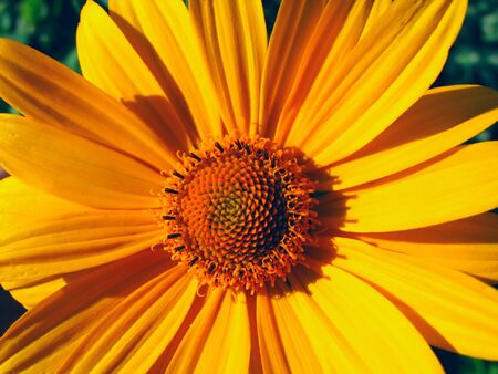 big yellow flower close upの写真素材