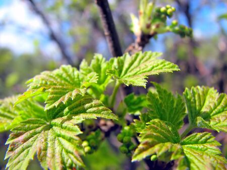 leafs of the black currantの写真素材